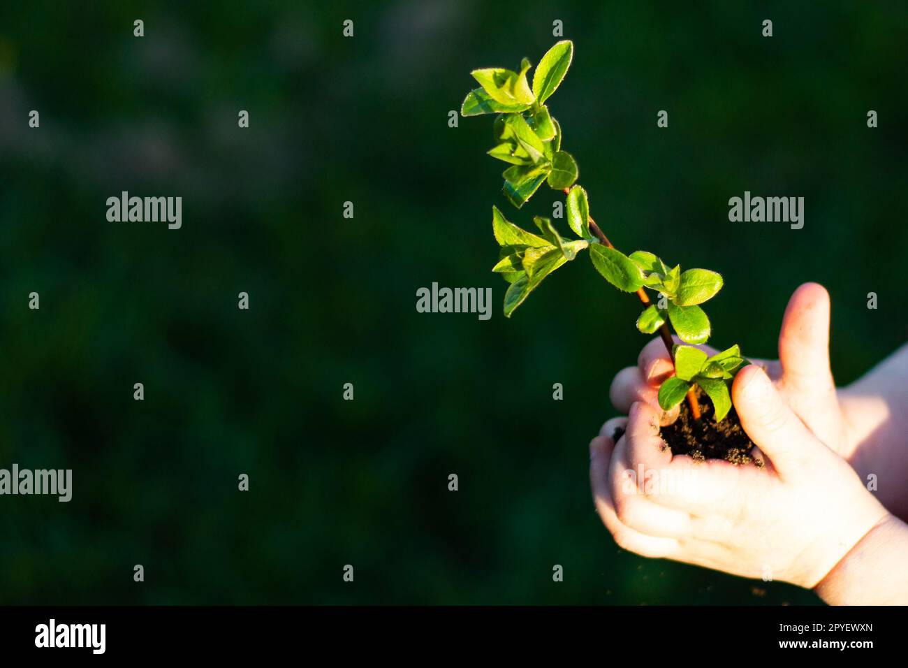 Giornata della Terra. Alberello di un albero nelle mani di un bambino su uno sfondo di erba. Concetto di conservazione delle foreste. Foto Stock