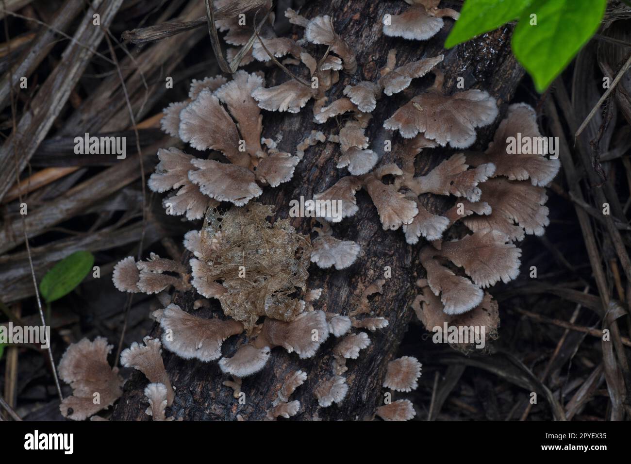 i funghi selvatici a forma di ventaglio sul legno morto Foto Stock