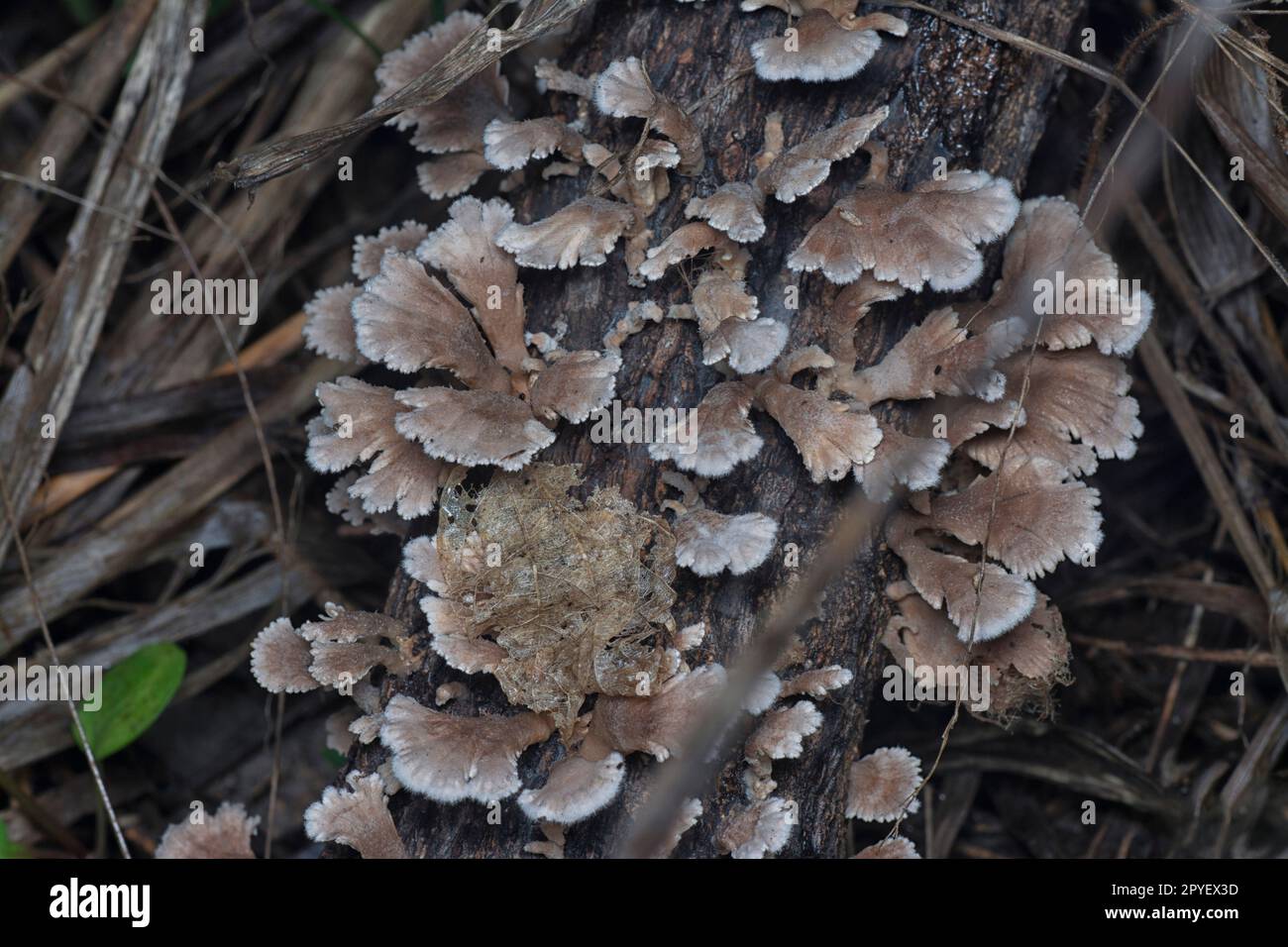 i funghi selvatici a forma di ventaglio sul legno morto Foto Stock