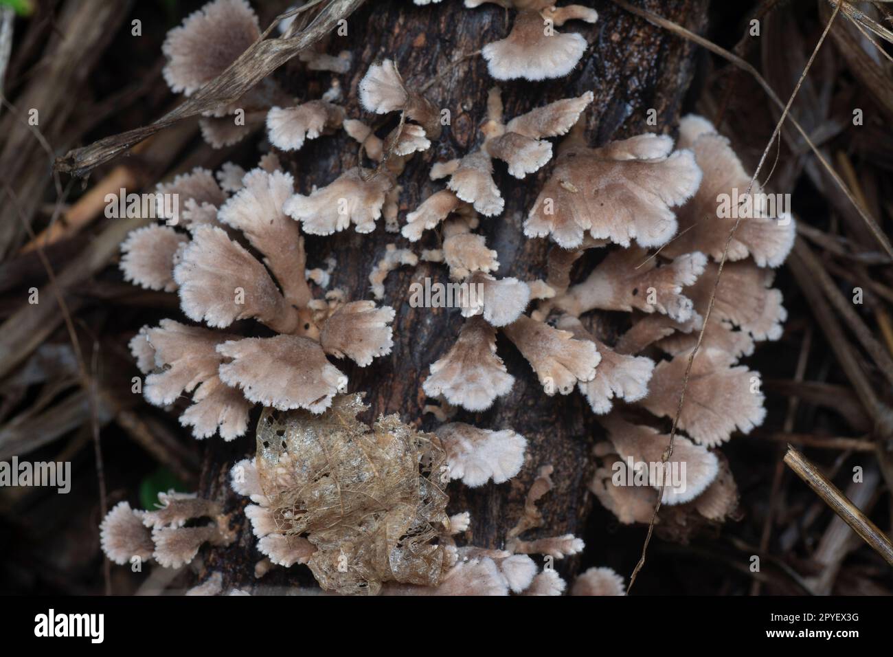 i funghi selvatici a forma di ventaglio sul legno morto Foto Stock