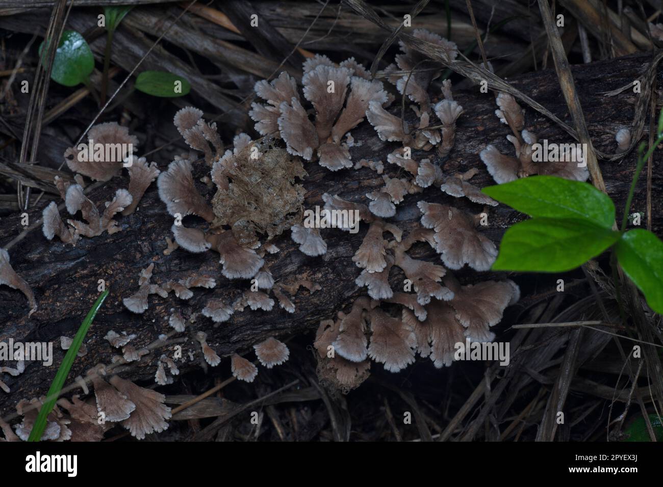 i funghi selvatici a forma di ventaglio sul legno morto Foto Stock