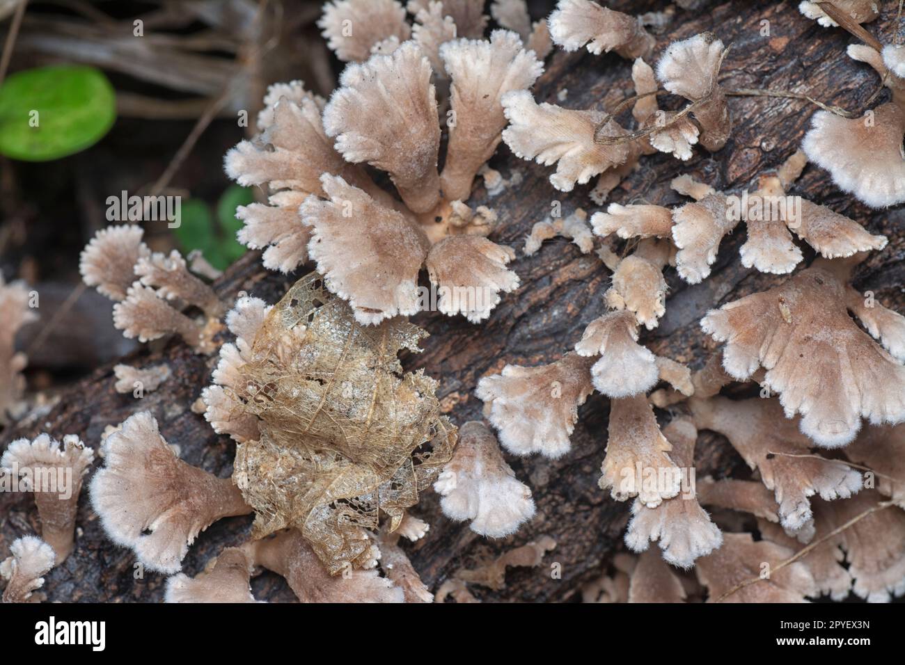 i funghi selvatici a forma di ventaglio sul legno morto Foto Stock