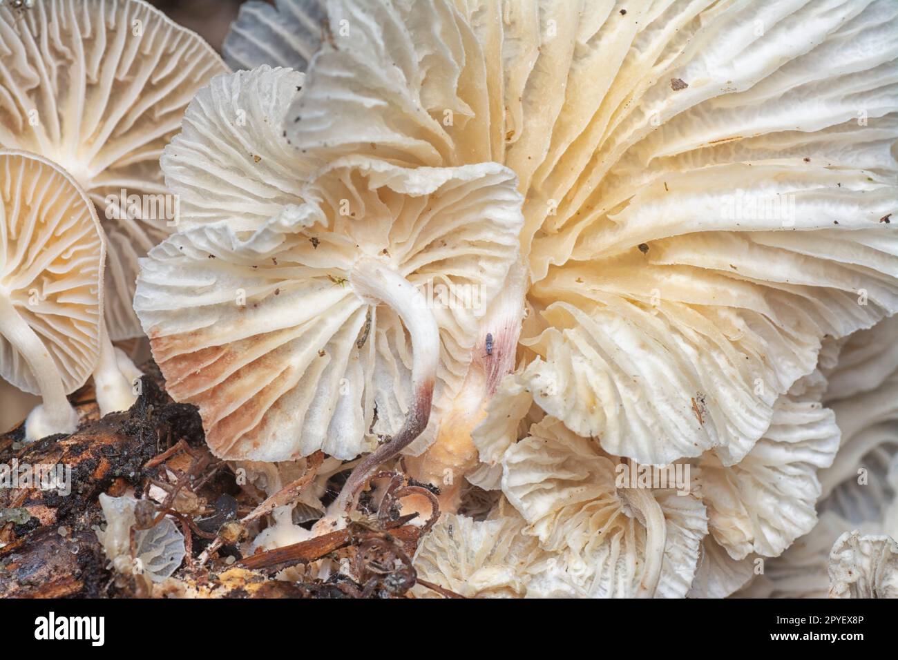 il piccolo imbuto selvatico funghi a forma di ventaglio germogliando dal grappolo decadente di olio di palma. Foto Stock