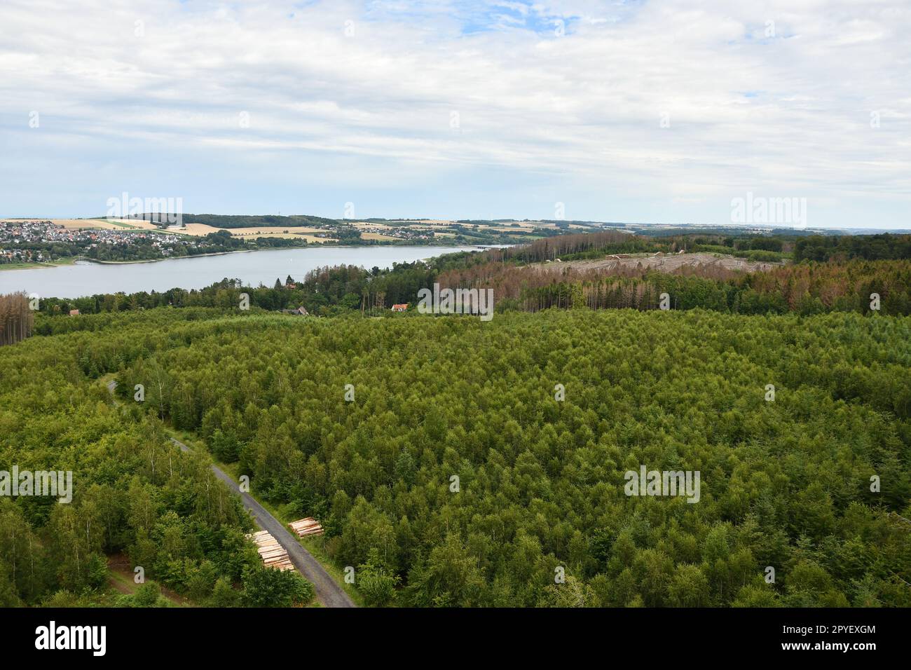 Foresta morente di alberi malati con l'infestazione di scarabeo a Moehnesee, Germania Foto Stock