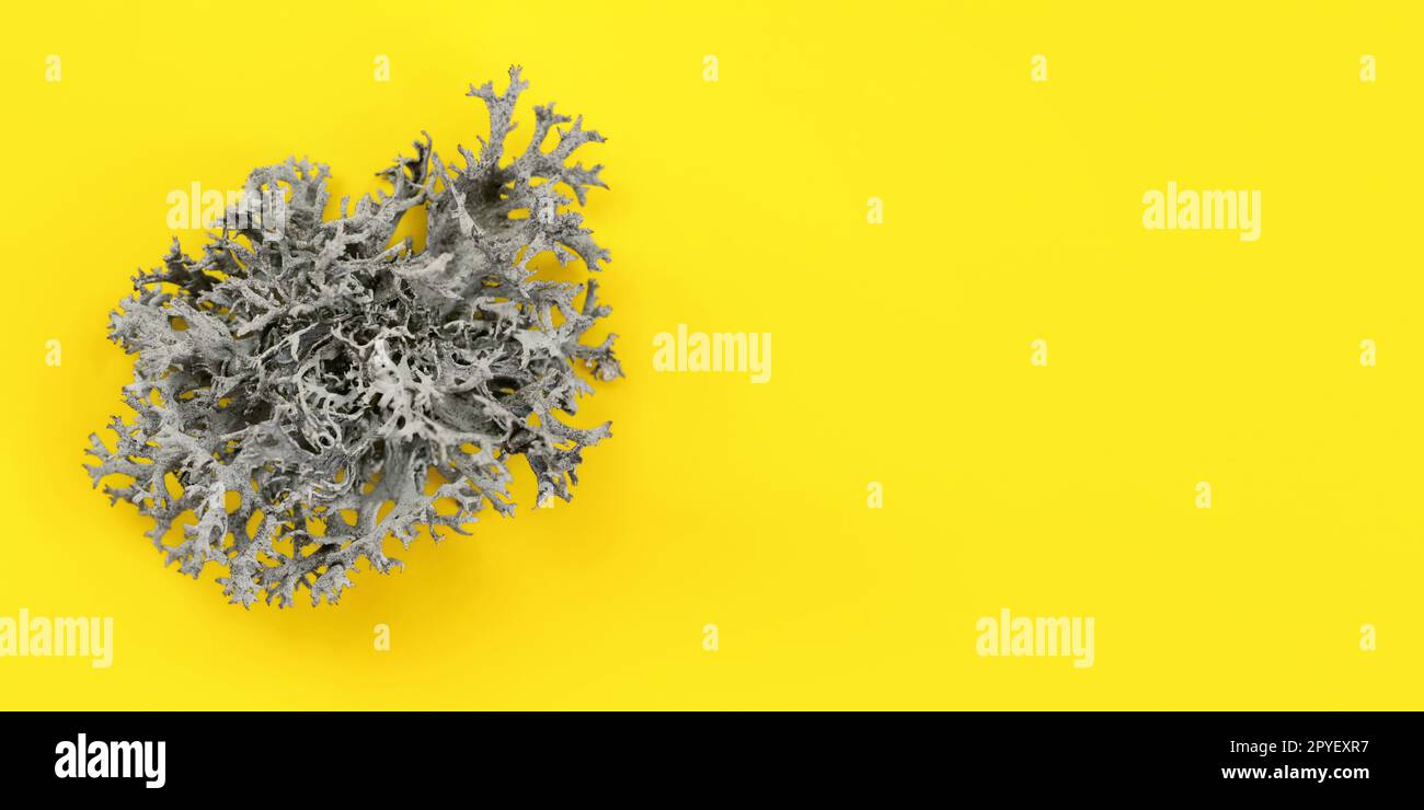 Dettaglio del lichen (Cladonia rangiferina) struttura sulla scheda gialla. Abstract background organico, lo spazio per il testo sul lato destro. Foto Stock