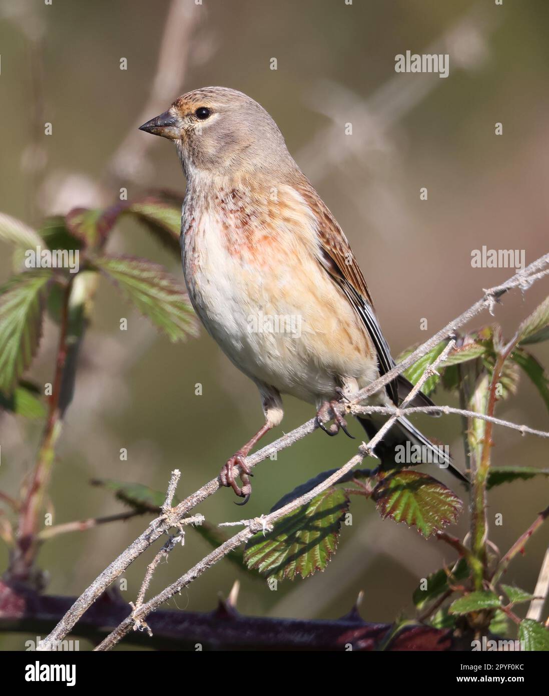 Linnet un uccello comune della campagna nelle colline di Cotswold Gloucestershire Regno Unito Foto Stock