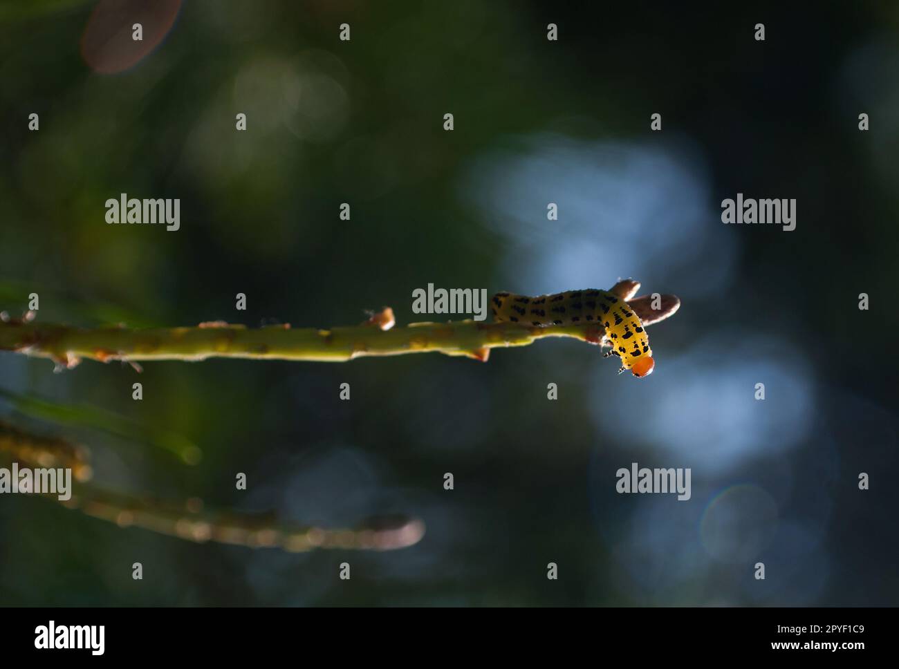 Sawfly Caterpillar in filiale Foto Stock