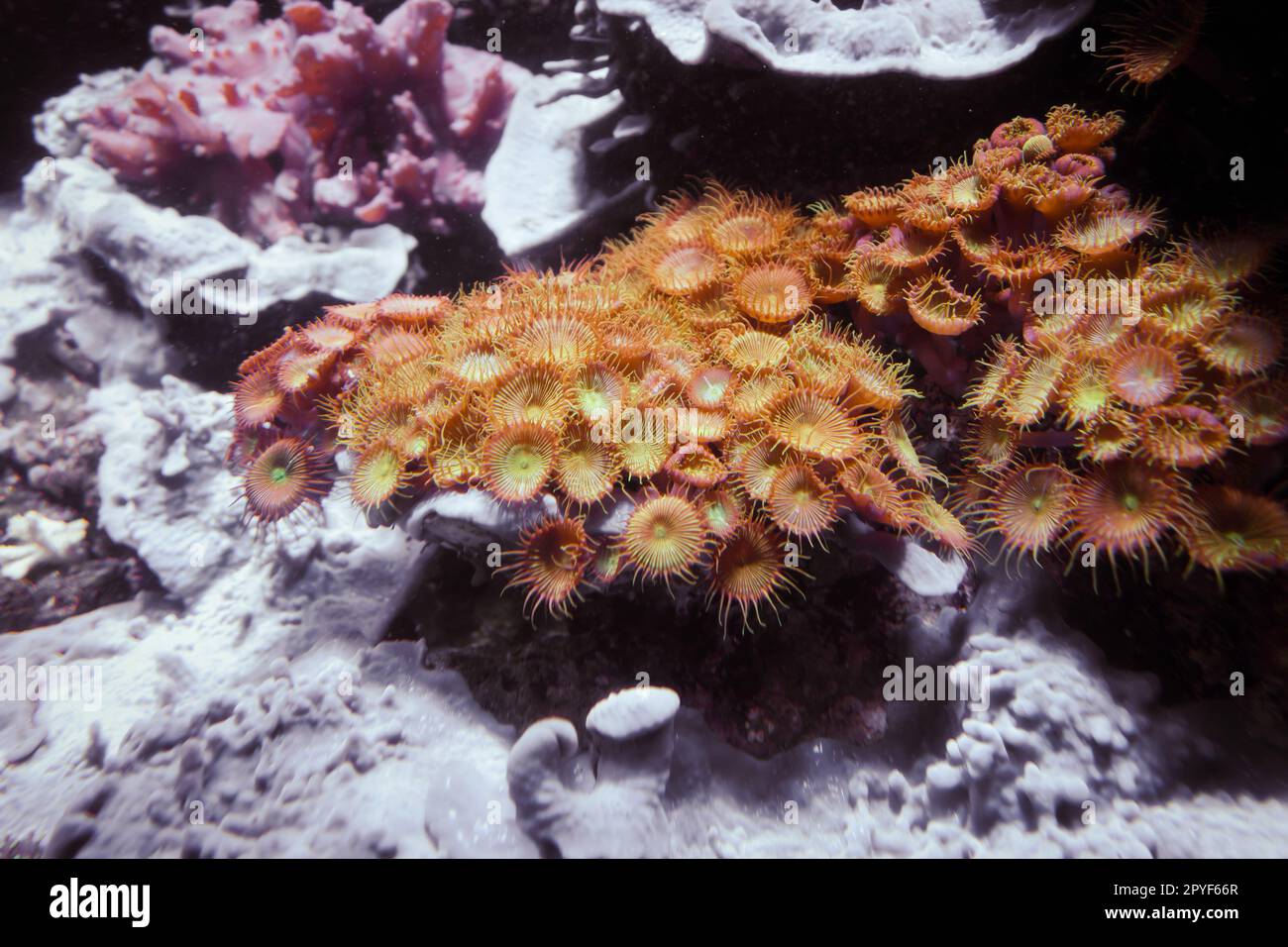 Anemoni di mare su una roccia Foto Stock