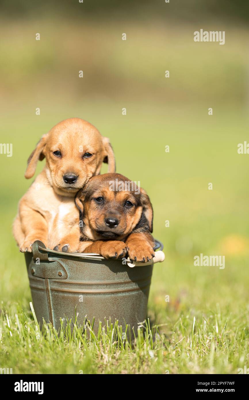 Un piccolo cane in un secchio di metallo Foto Stock