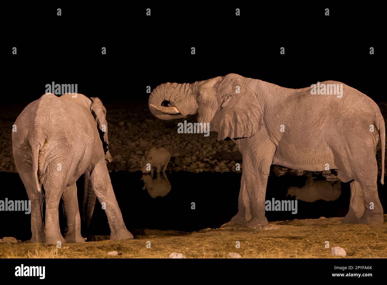 Elefante e rinoceronti bevendo alla buca d'acqua di Okaukuejo di notte, Parco Nazionale di Etosha, Namibia Foto Stock