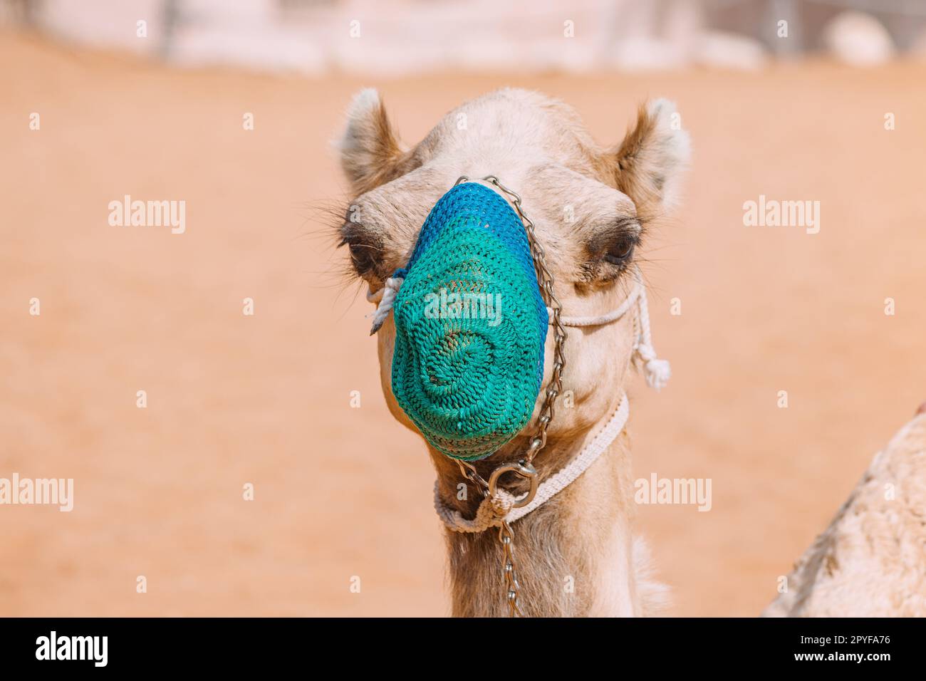 Cammello con mulattiera attrazione per turisti in villaggio patrimonio negli Emirati Arabi Uniti. Buon trattamento degli animali e protezione Foto Stock