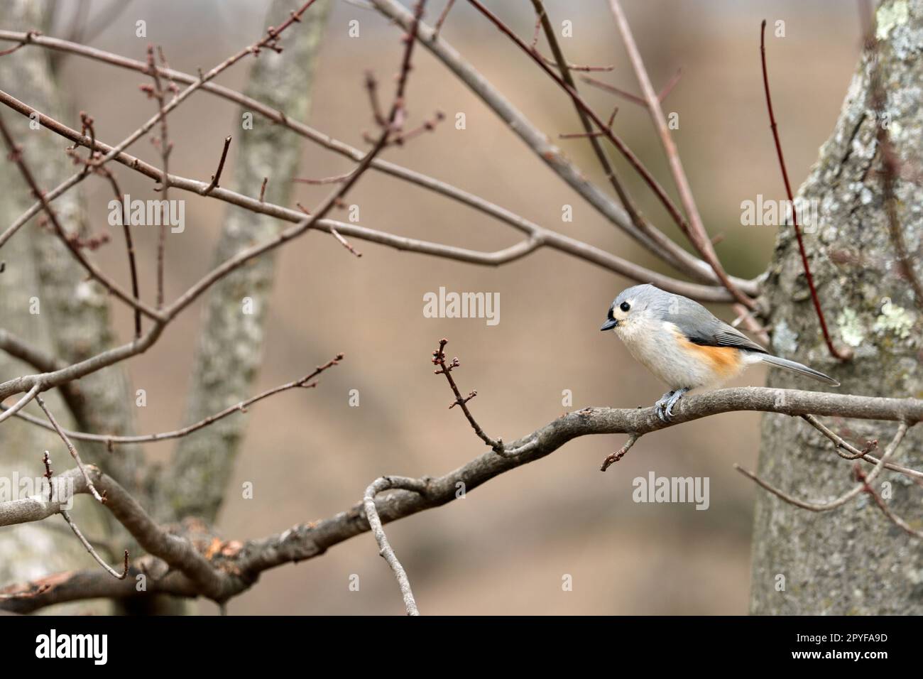 Timpani tufted (Baeolophus bicolor) arroccati su un ramo di un acero in inverno nel New England Foto Stock