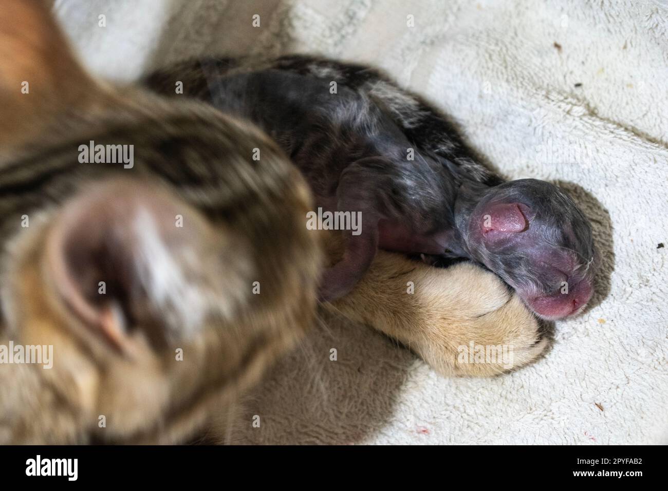 Gatto madre domestico con gattino umido neonato. Felis catus Foto Stock