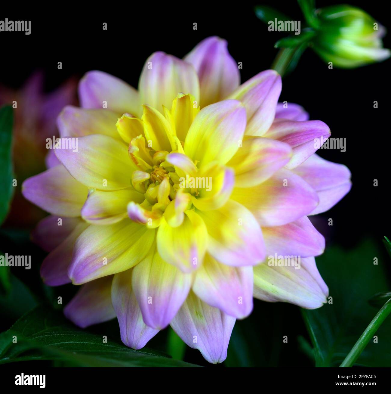 Immagine closeup di un singolo Hypnotia Rose Bicolor Dahlia fiorisce su sfondo nero. Foto Stock