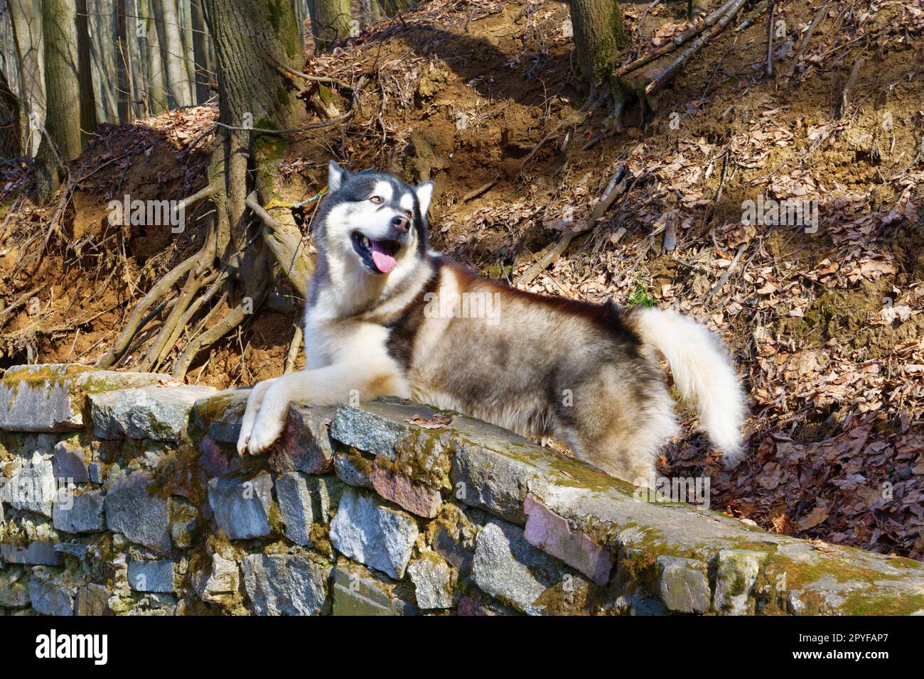 Malamuta dell'Alaska nella foresta primaverile Foto Stock