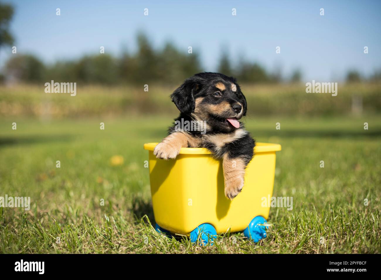 Piccolo cane in un vagone giocattolo sull'erba Foto Stock