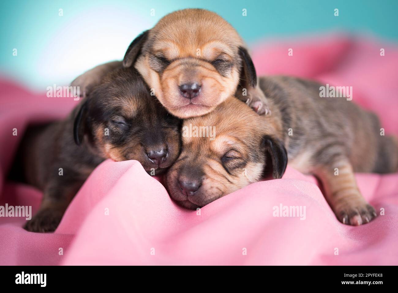 Un bel cagnolino dorme su una coperta rosa Foto Stock