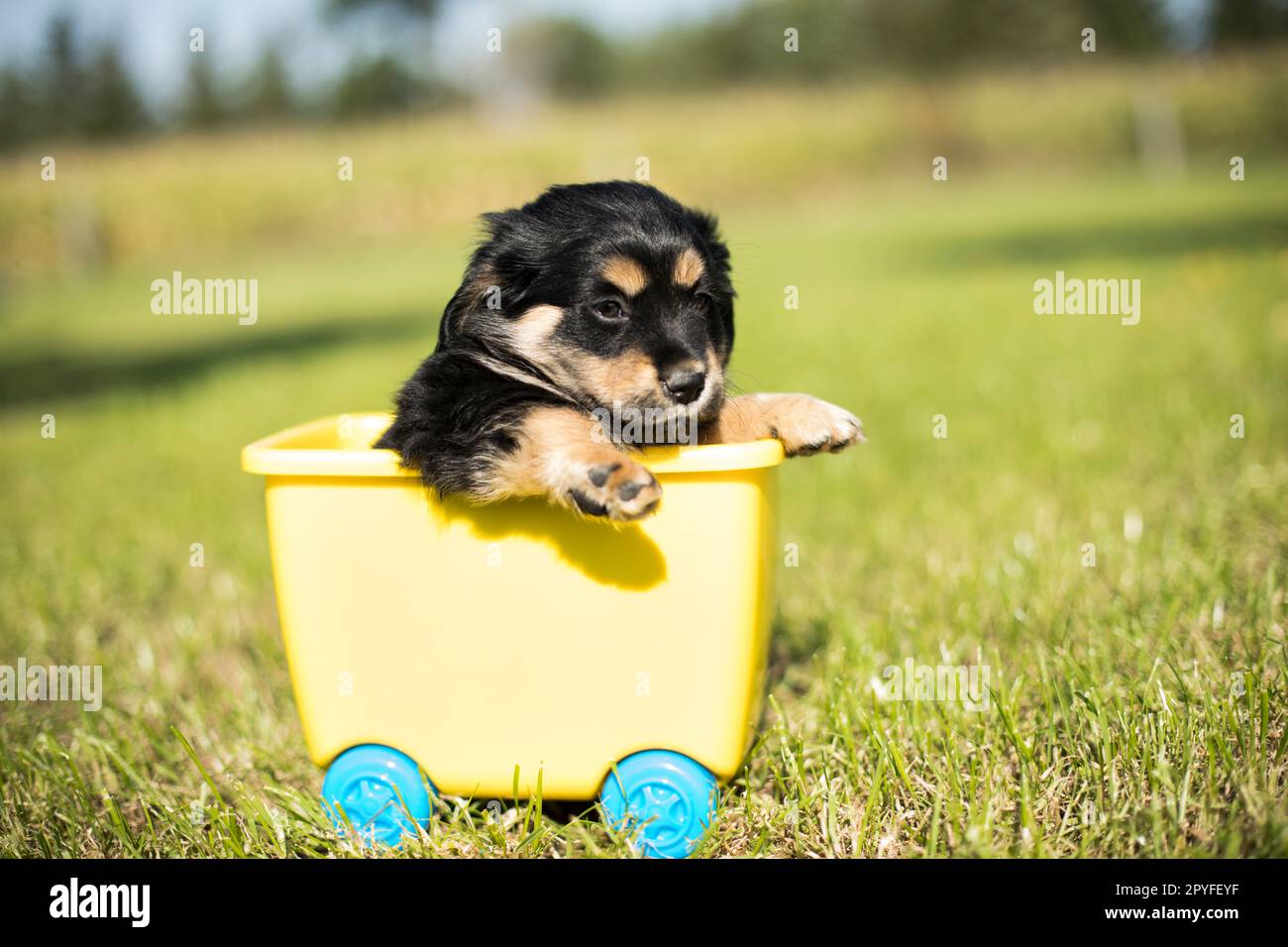 Piccolo cane in un vagone giocattolo sull'erba Foto Stock