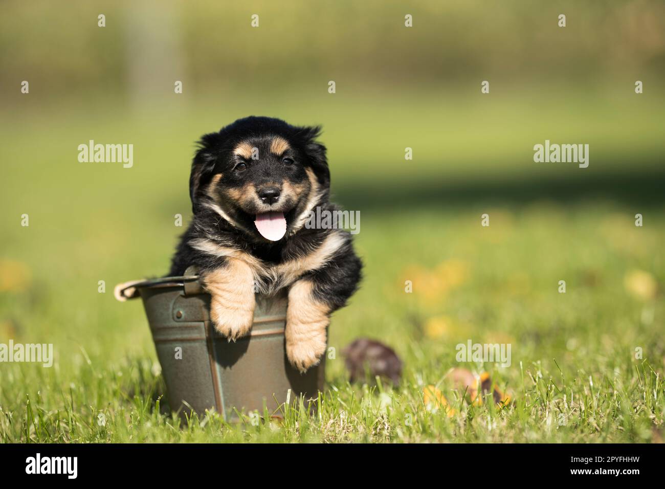 Un piccolo cane in un secchio di metallo Foto Stock