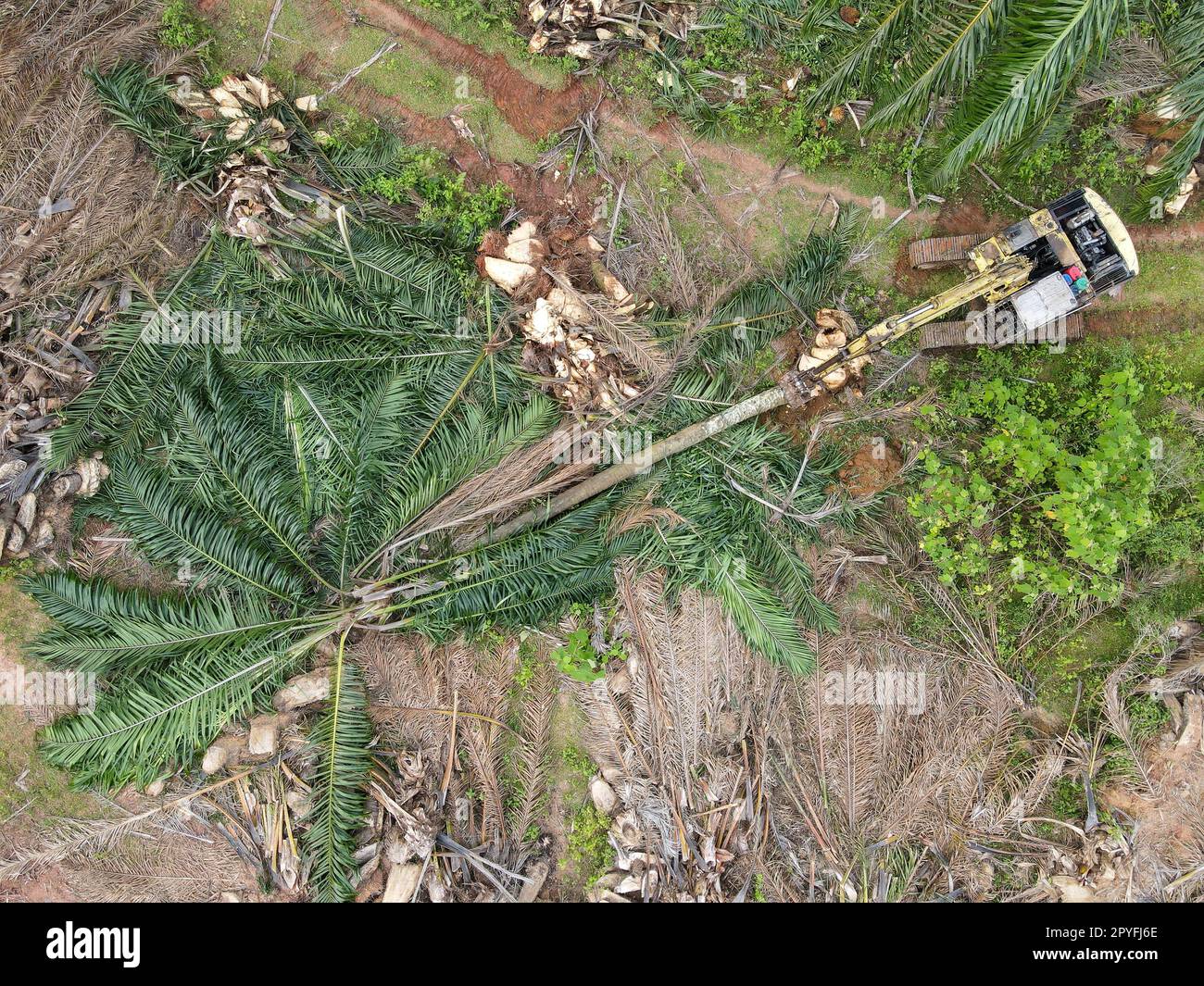 Escavatore aereo con vista dall'alto verso il basso utilizzato per la pulizia del terreno da palme da olio Foto Stock