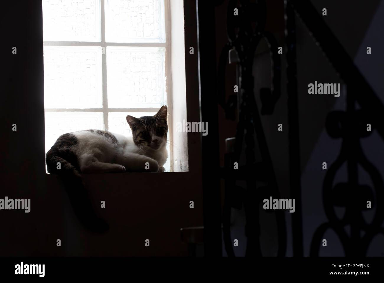 Silhouette di gatto davanti alla finestra Foto Stock