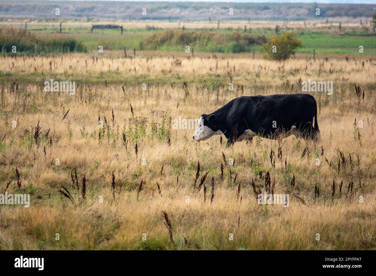 Mucca nera in un grande pascolo Foto Stock