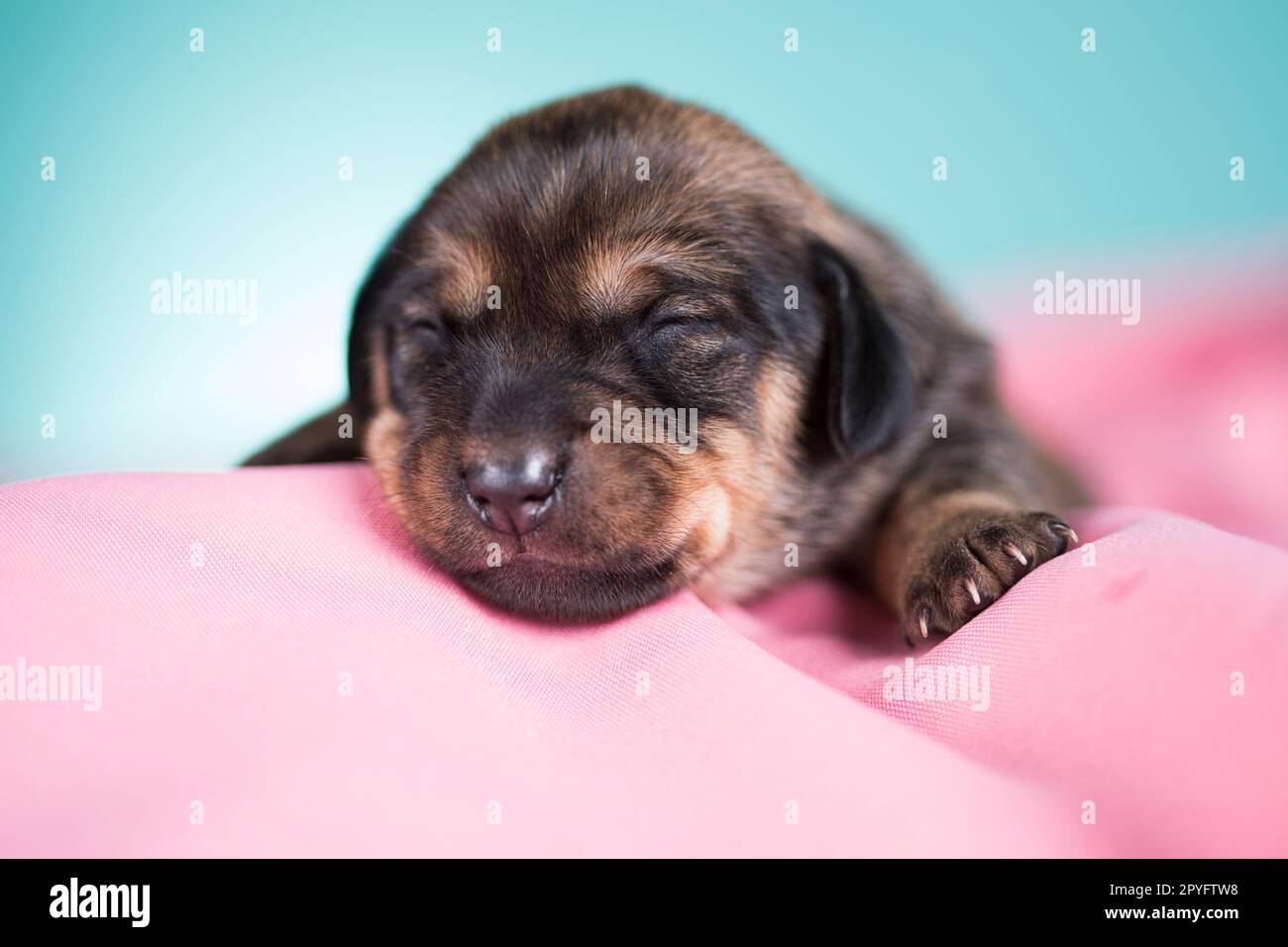 Un bel cagnolino dorme su una coperta rosa Foto Stock