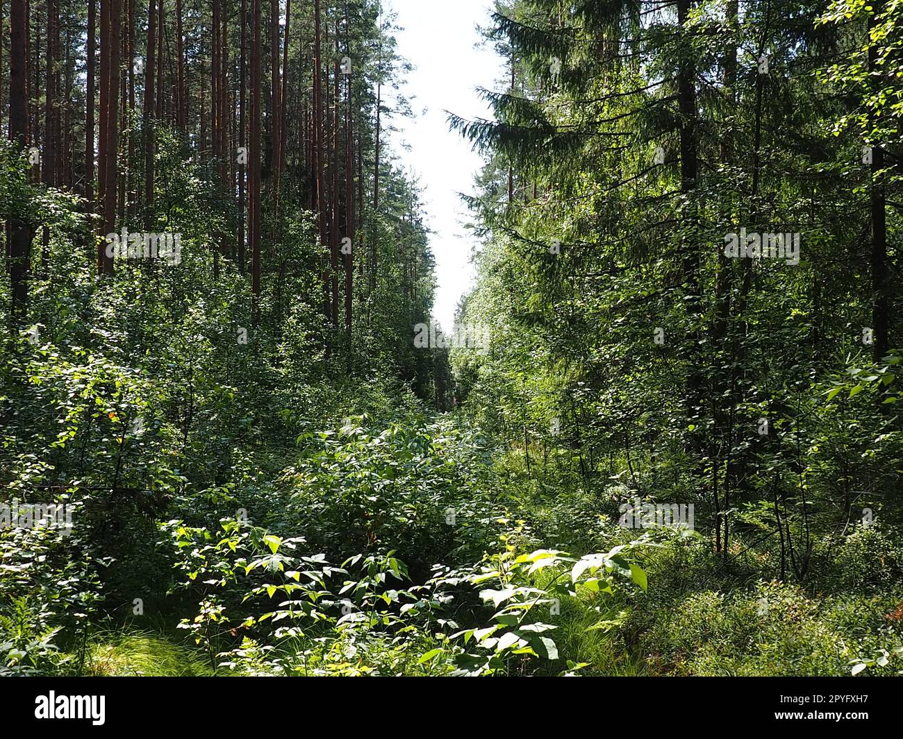 Picea abete rosso, un genere di conifere sempreverdi della famiglia dei pini Pinaceae. Foresta di conifere in Carelia. Rami e aghi di abete rosso. Il problema dell'ecologia, della deforestazione e del cambiamento climatico Foto Stock