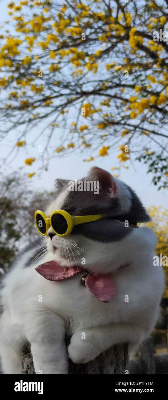 Il proprietario di un animale domestico porta il gatto a parcheggiare per la vista in primavera con un bel sfondo crisantemo Suzuki Foto Stock