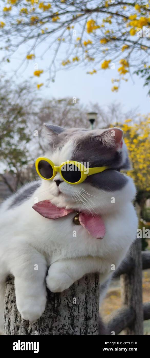 Il proprietario di un animale domestico porta il gatto a parcheggiare per la vista in primavera con un bel sfondo crisantemo Suzuki Foto Stock