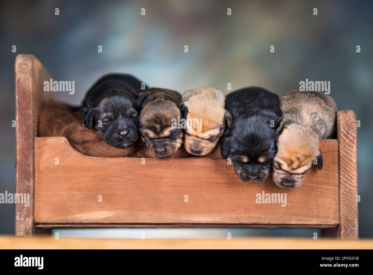 Piccoli cuccioli che dormono a letto Foto Stock