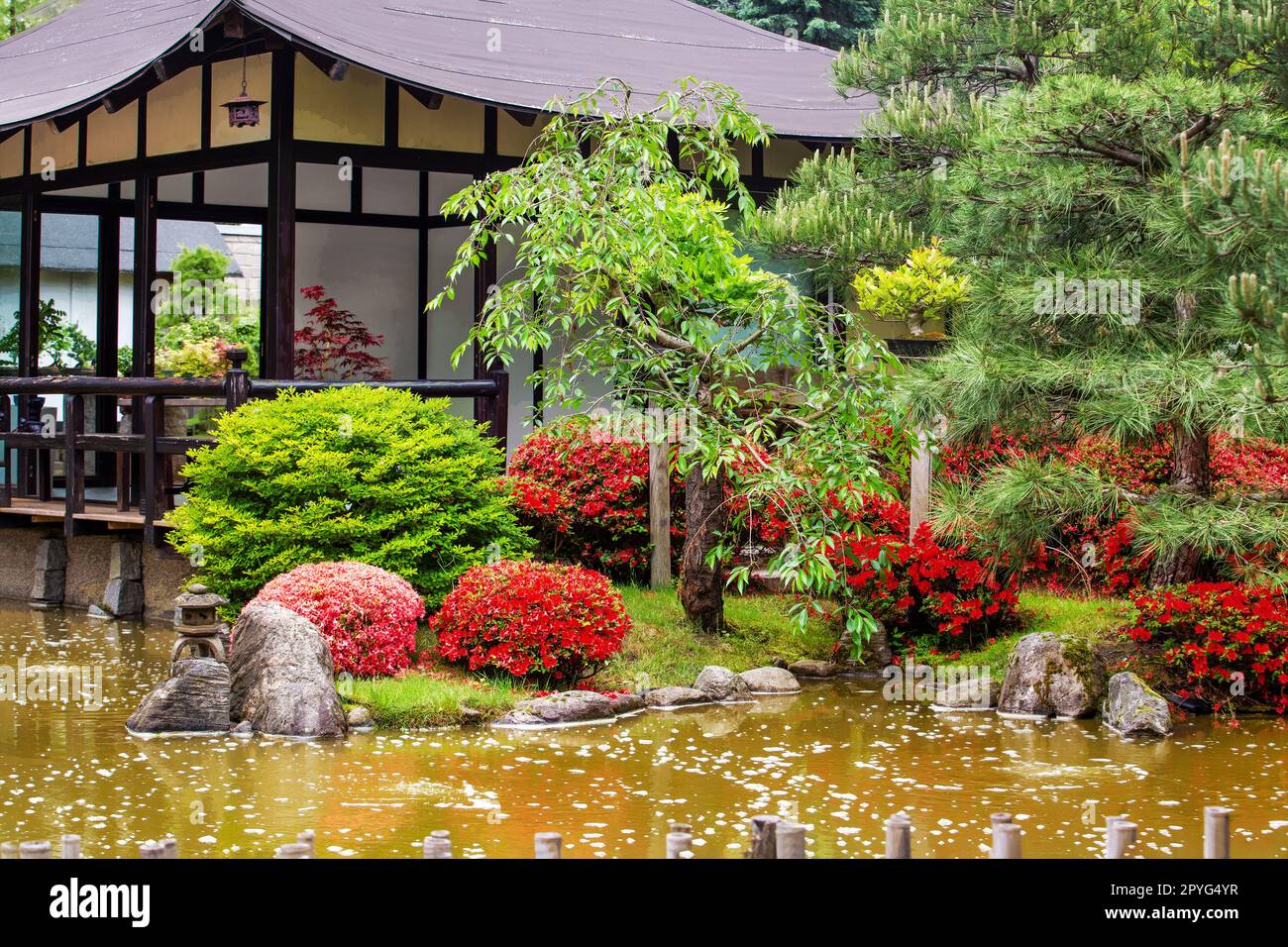 Sorprendenti fiori di azalea e rododendro di colore rosso nel giardino giapponese a Potsdam (terra di Brandeburgo). Pagoda edificio in lontananza e acqua marrone Foto Stock