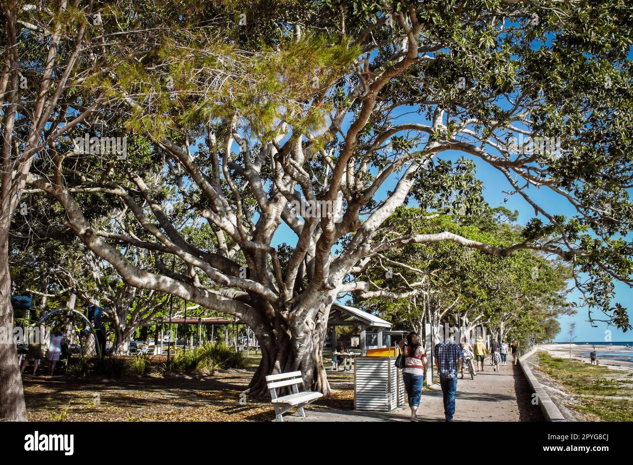 I turisti passeggiano sotto un gigantesco albero limbed lungo una passeggiata lastricata vicino alla spiaggia e al parco a Bribie Island in Australia Foto Stock
