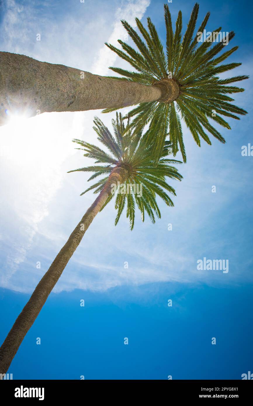 Vista dall'angolo basso sulle palme in una destinazione tropicale Foto Stock
