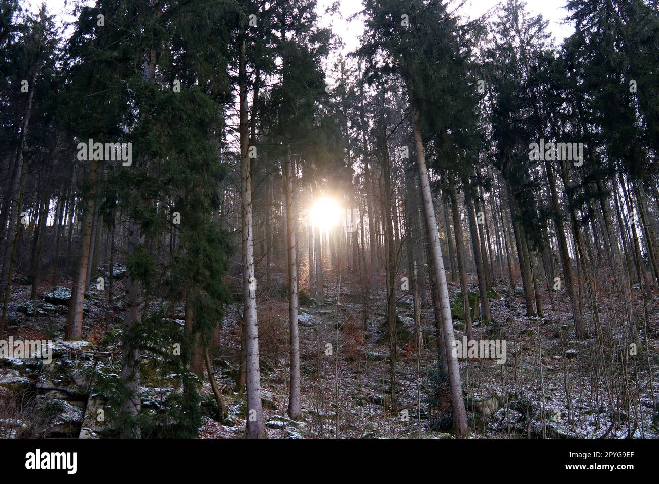 Retroilluminazione nella foresta da favola Foto Stock