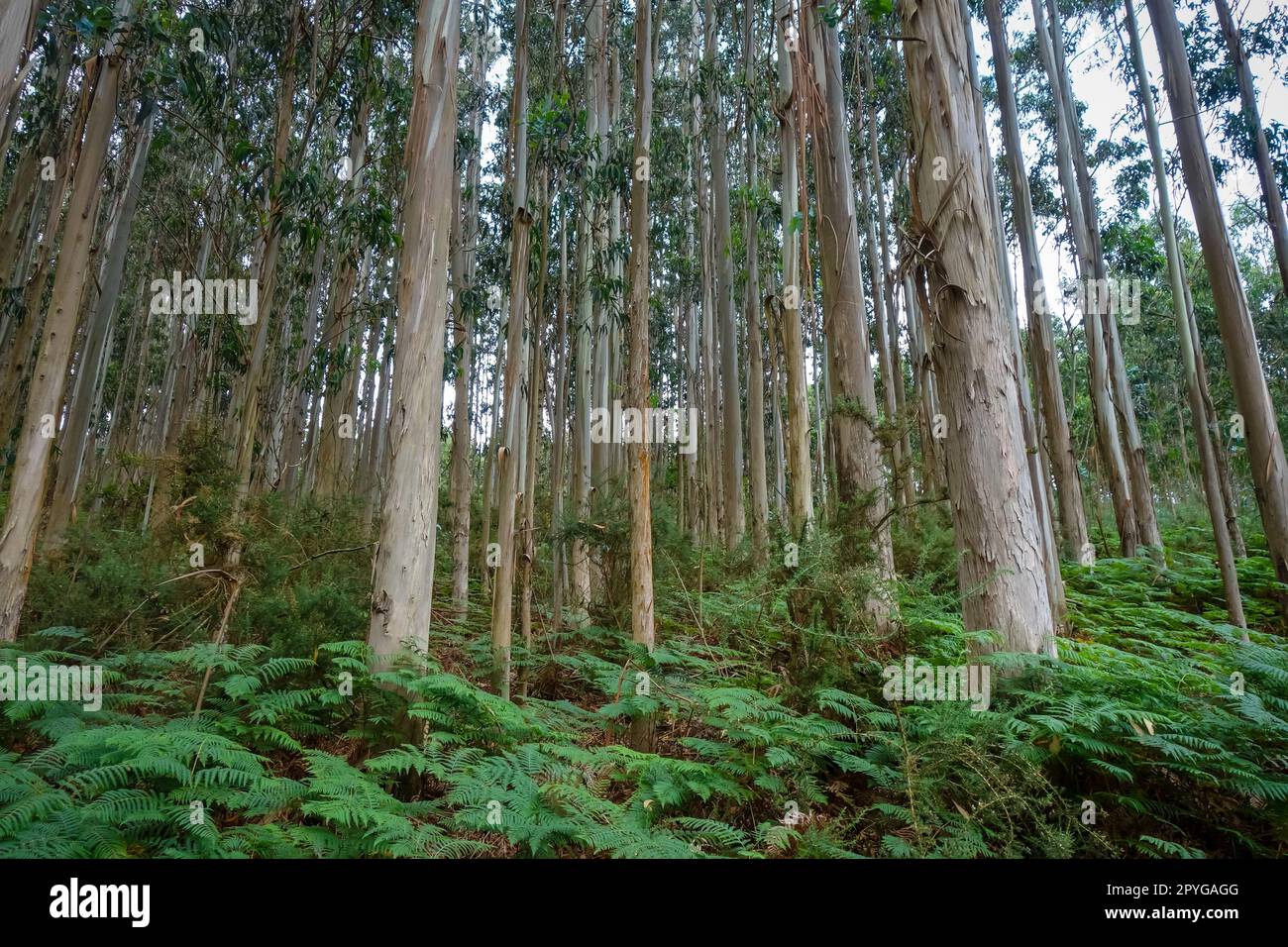 Foresta di eucalipto in Galizia, Spagna Foto Stock