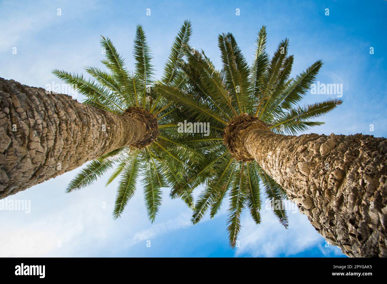 Vista dall'angolo basso su due palme scattate direttamente al sole. Foto Stock