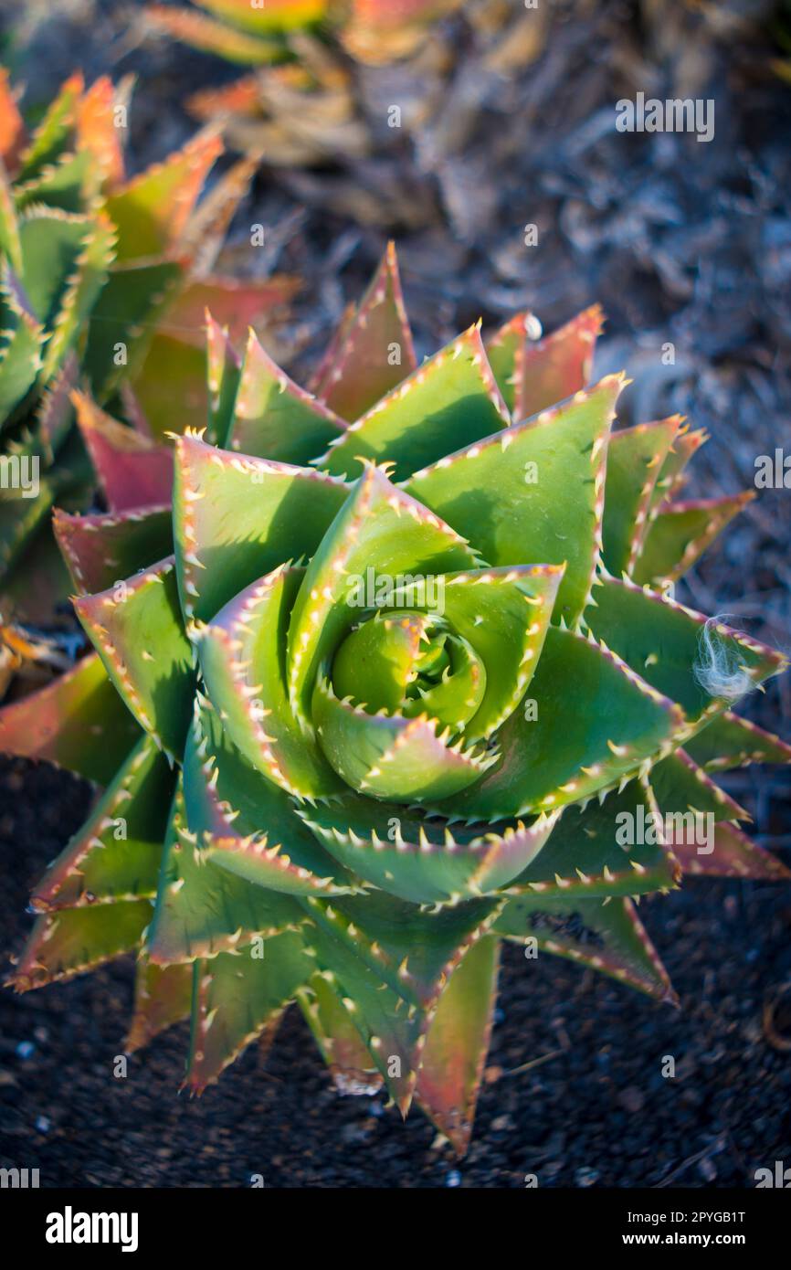 Aloe perfoliata o miter aloe, comunemente chiamata anche Rubble Aloe Foto Stock