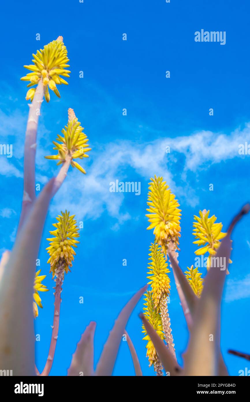 Ripresa verticale con campo ad angolo basso di fiori gialli di Aloe vera in primavera Foto Stock