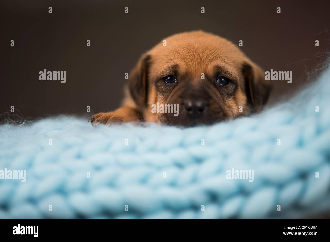 La piccola razza di cuccioli sta dormendo Foto Stock