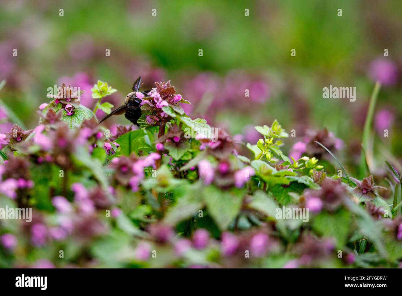 La grande ape di falegname blu Foto Stock