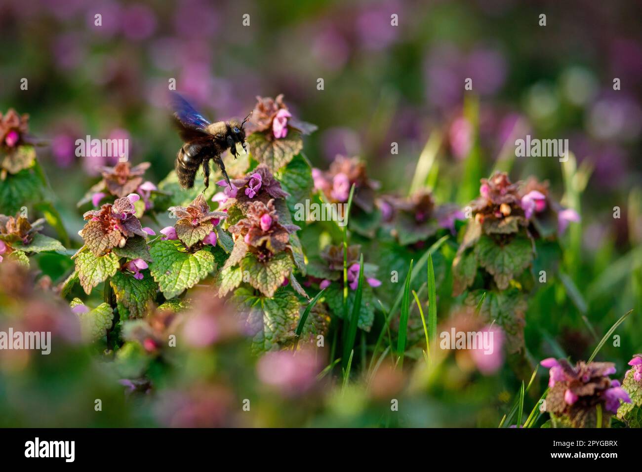 La grande ape di falegname blu Foto Stock