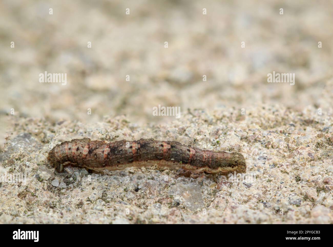 Primo piano di un bruco di una falena della neve, Phigalia pilosaria. Foto Stock