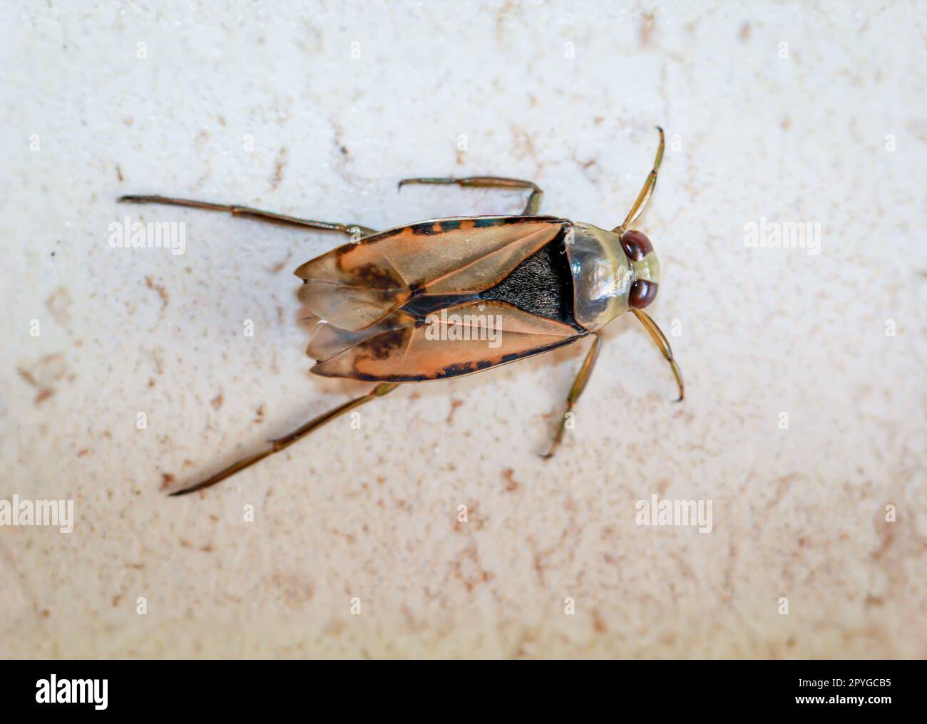 Primo piano di un comune backswimmer, un bug d'acqua, Notonecta glauca. Foto Stock