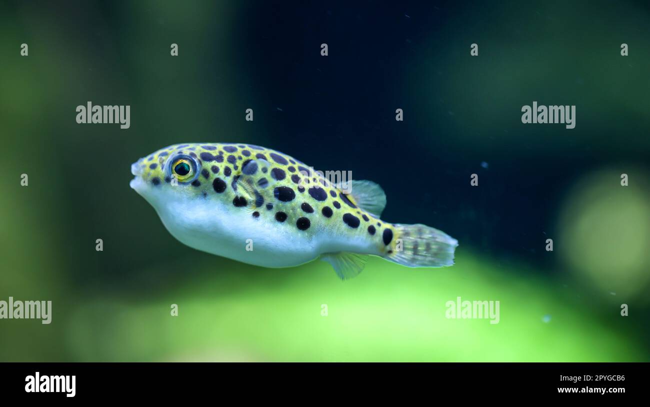 Un piccolo pesce puffer d'acqua dolce nell'acquario. Si nutrono di lumache. Pesce pufferfish leopardo, Tetraodon schoutedeni Foto Stock