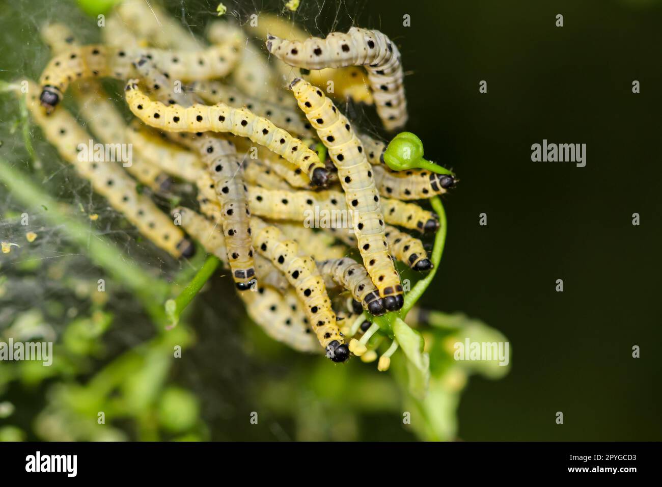 Molte falene di peonia in una ragnatela su un arbusto. Foto Stock