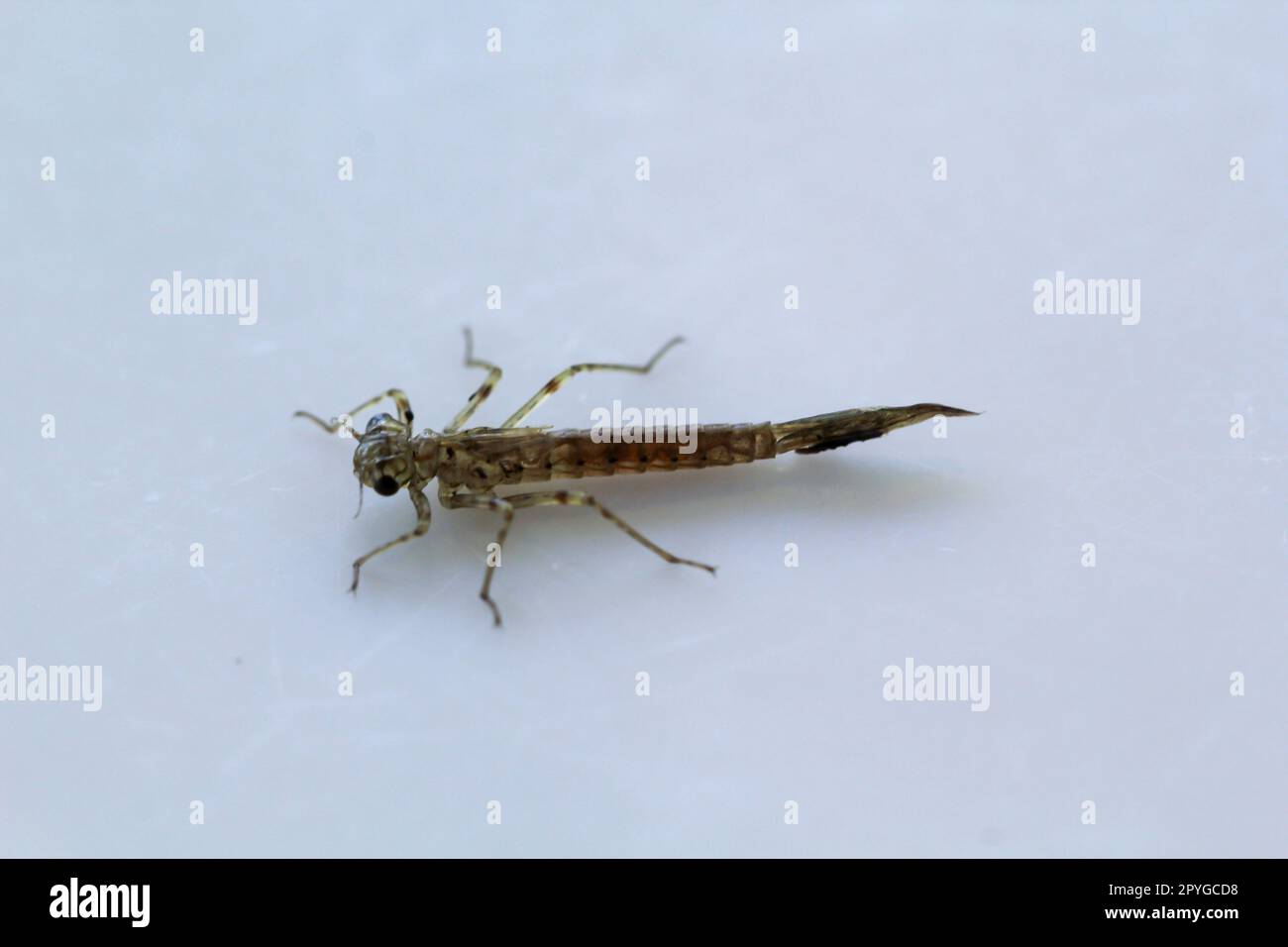 La larva di una libellula immatura. Foto Stock