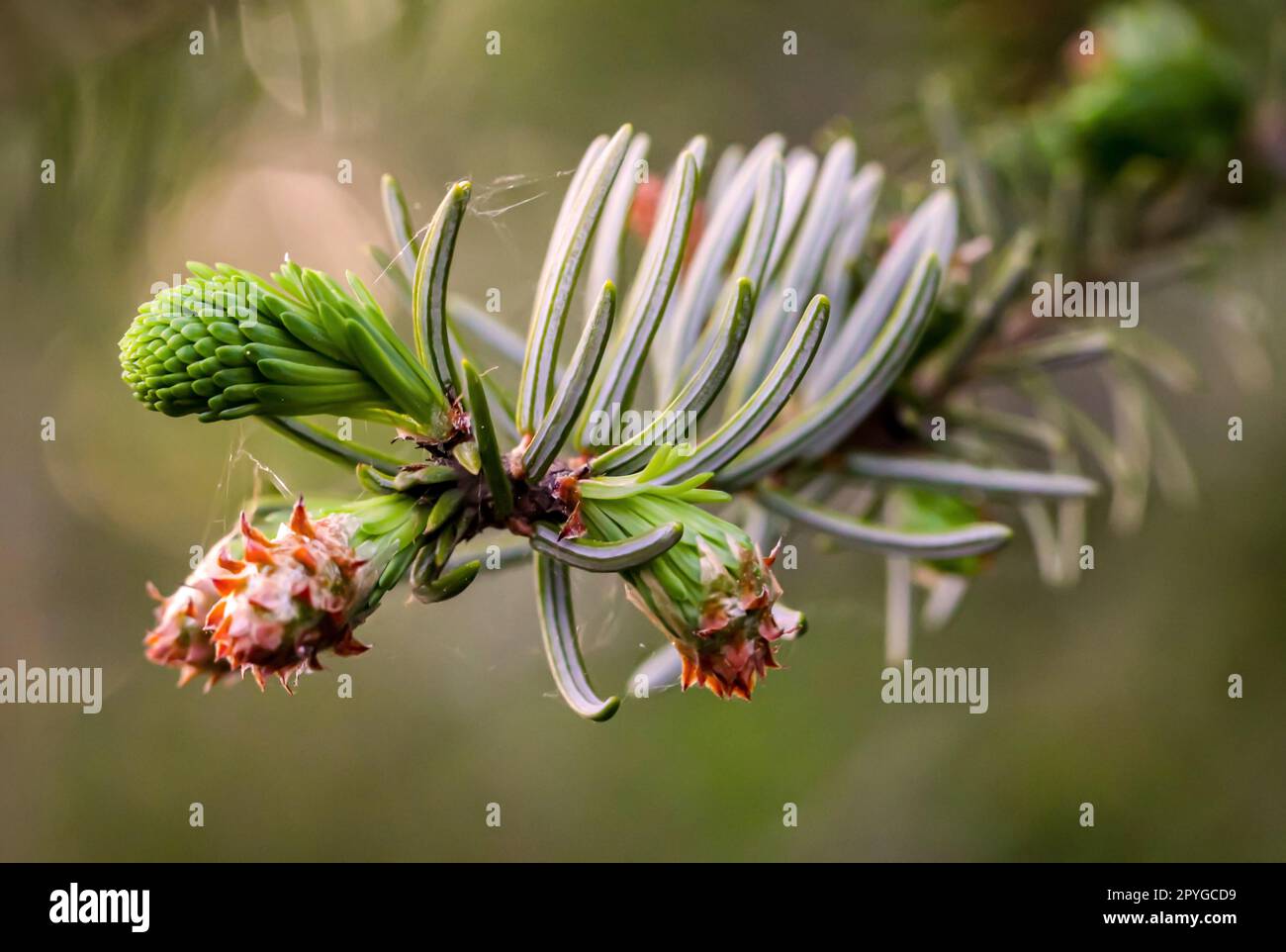 Giovani germogli e fiori su un albero di conifere. Primo piano della conifera di un ramo. Foto Stock