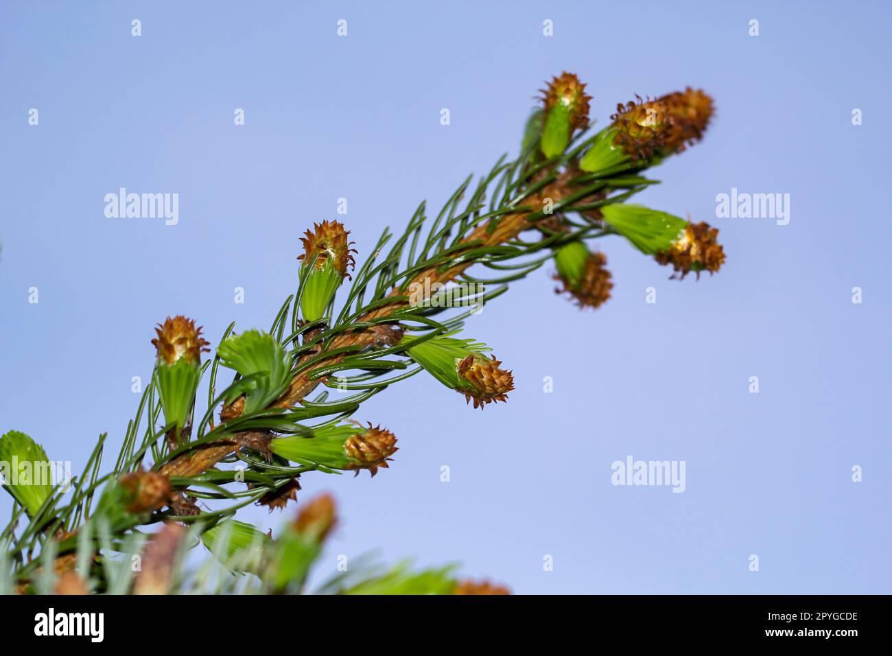 Giovani germogli e fiori su un albero di conifere. Primo piano della conifera di un ramo. Foto Stock