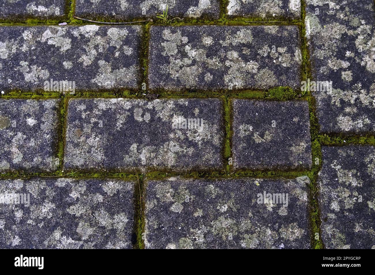 STAMPI PER CALCESTRUZZO Irrigazione Automatica Per Piante Sospese Vetro - Foto 5